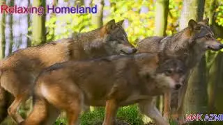 Wolf ! Very Dangerous but Beautiful Animal | Most Beautiful Wolves in the World