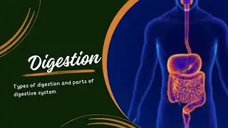 Digestion #types of Digestion #parts of digestive system #chemical vs mechanical digestion