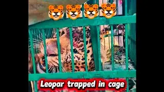 पिंजरे में फंसा तेंदुआ 🐯👀