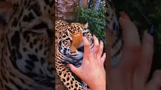 Playing With Tiger