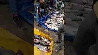 Fish market#Assam magh Bihu festival ❤️❤️
