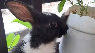 cute bunny eating carrot | cute bunny | cute baby #shorts #short