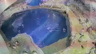 Penguins Live