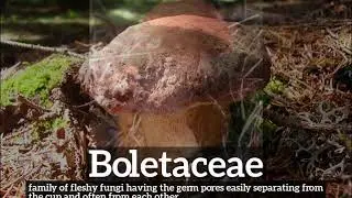 How to Say Boletaceae in English? | What is Boletaceae? | How Does Boletaceae Look?