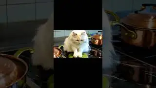 Welcome to Cat&rsquo;s Kitchen! #CatInTheKitchen #CatChefAtHome #WhiskersInTheKitchen #FelineChefMode