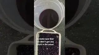 Natural dye with black beans creates brilliant periwinkle color!