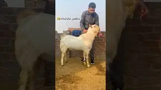 Mashallah ❤️king size breeder ￼👑