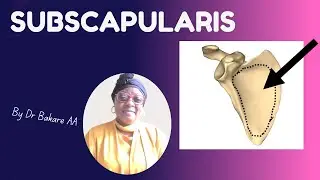 Subscapularis