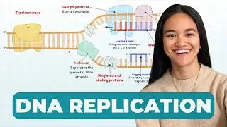 DNA Replication | Cell Biology