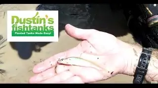 Tropical Fish Collecting Trip: First Stop First Netting