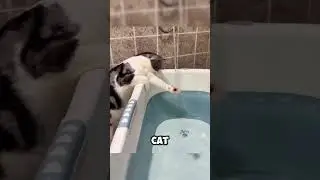 6 HILARIOUS Cat Moments You Won&rsquo;t Believe! | Clever Cats Doing the Unthinkable! #catworld #cats