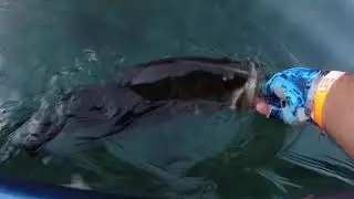 Finesse fishing for Giant Bass in Ultra Clear Water