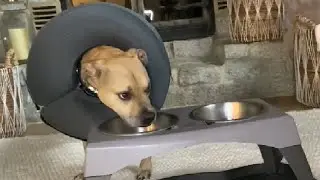 Inflatable Dog Cone Collar Alternative After Surgery, Inflatable dog collar cone!