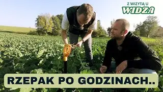 Rzepak uprawia 
