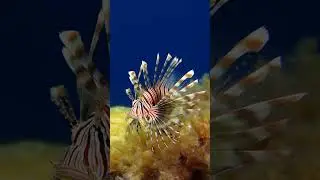 The Glowing Predator Dragonfish
