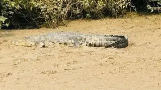 Bhitarkanika National Park in Odisha,vast mangrove ecosystem,India's second-largest,Mini-Amazon
