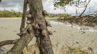 Timelapse of Periwinkle snails climbing Mangrove roots at lowtide, Daintree, Queensland, Australia.