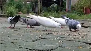 HUNGRY PIGEON EATING SEEDS 😋||PIGEON EATING||PIGEON EATING FOOD #pigeon #eating #video