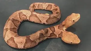 Rare two headed snake