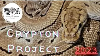 2023 Crypton Ball Python Breeding Plans