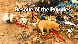 🧭🐾 I Followed a Stray Puppy… And Found a Heartbreaking Scene 🐾🧭