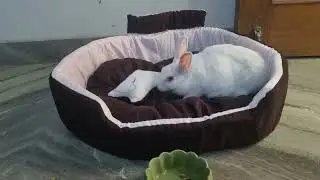 Casper new bed vlog 😱🐇🧿🔱