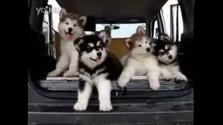 The Cutest 7 Second Video Ever!