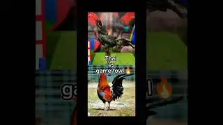 Thai vs game fowl 🔥#aseel #aseelmurga