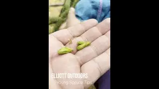 Picking Spruce Tips