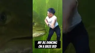 My Jig Dancing on a Bass Bed Like&hellip;. 🤣 #bassfishing #bedfishing #shorts