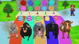 Long Slide Game With Duck Hippo Tiger Cow | Paint Animals Fountain Crossing ss | Funny 3d Animation