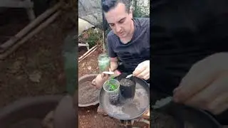 S&eacute;rie Bonsai de Ligustrinho da estaca ao vaso definitivo em 2 anos! #video 01