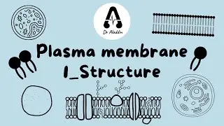 Plasma membrane ( 1- structure ) / الدرس 3 في مقياس السيتولوجي لسنة 1 طب و طب أسنان