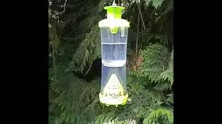 Chads home made yellow jackets trap