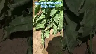 Mais uma &aacute;rea mostrando a efici&ecirc;ncia do Glabraneen no controle de tra&ccedil;a e mosca minadora no Tomate🍅