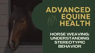 Horse Weaving: Understanding Stereotypic Behavior