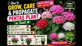 How to Grow, Care and Propagate Pentas Pant in Tamil | Pentas |#plants  #trending  #flowers  #garden