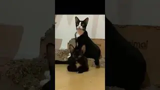Mother cat with her daughter vs son 🐾  #kitten  #playfulcats