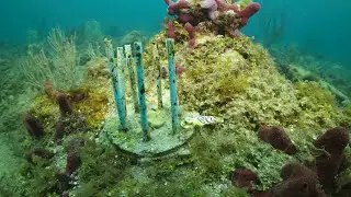 Atlanta-based company helping Florida researchers replenish coral reefs