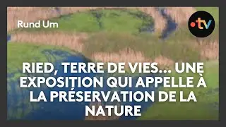 &Eacute;volution du Ried ces 30 derni&egrave;res ann&eacute;es, la faune et la flore en p&eacute;ril