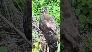 #Hawk #Eagle #Owl #Wildlife #Animal #EagleHawkOwl hawk vs snake, Owl vs snake fight, Eagle Vs Snake,