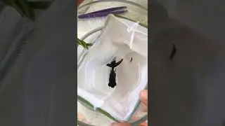 Black Moor Goldfish Anchor Worm Removal
