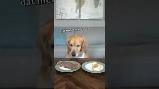 Оставляю собаку со стейком и курицей #золотистыйретривер #собака