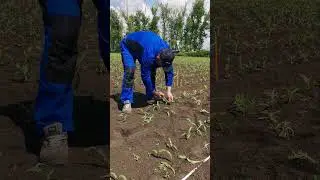 Кукуруза на силос. Мониторинг роста, опыты#shorts