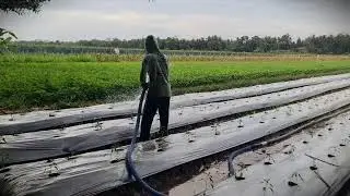 Chili Growing Tips: Simple Trick for Watering Pepper Seedlings _FarmersLife _Shorts