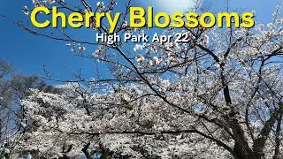 Cherry blossoms in Toronto High Park 2024 begins! 🌸 🇨🇦