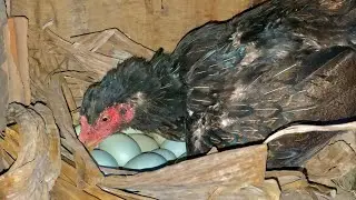 GANHEI UMA DÚZIA DE OVOS AZUIS E COLOQUEI PARA CHOCAR + GALINHAS A VENDAS!!!
