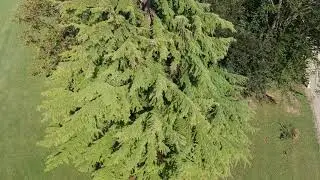 Bertagni giardino tromba d'aria