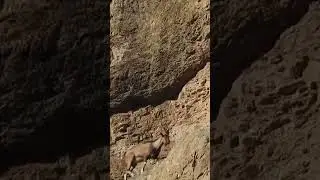screw-horn Markhor national animal of Pakistan #queeta #screw-horn #markhorseriesxest