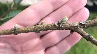 Pineapple guava / feijoa, this video is for growers terrified to cut their plants back hard 😁